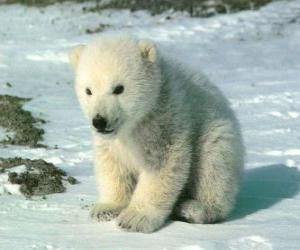 yapboz Genç kutup ayısı